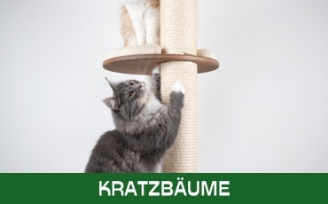 Kratzbäume Startseite