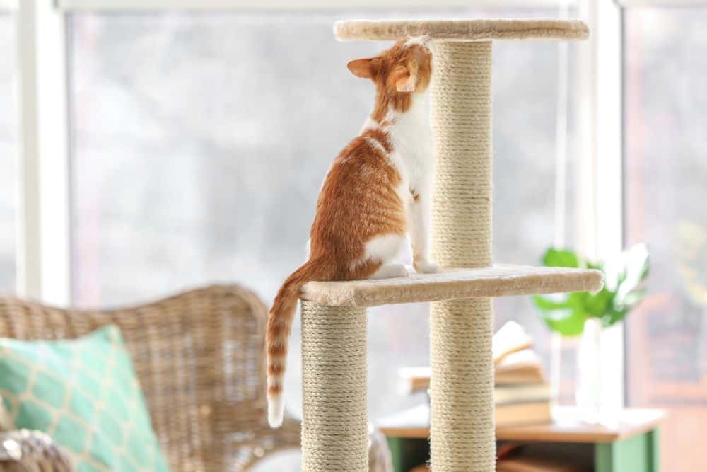 Warum brauchen Katzen einen Kratzbaum?